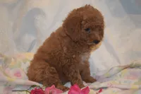 Cecile, a female Miniature Goldendoodle for sale in Harrison, AR – 3 of 9
