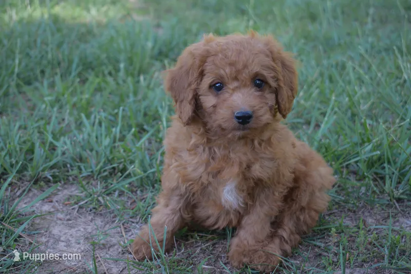 Prince – Miniature Goldendoodle puppy on hold in Harrison, AR