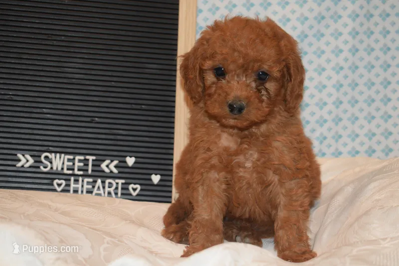 Prince – Miniature Goldendoodle puppy for sale in Harrison, AR
