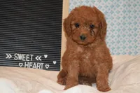 Prince, a male Miniature Goldendoodle for sale in Harrison, AR – 1 of 8