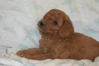 Prince, a male Miniature Goldendoodle for sale in Harrison, AR – 7 of 8
