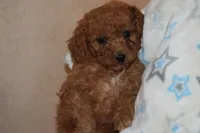 Prince, a male Miniature Goldendoodle for sale in Harrison, AR – 5 of 8