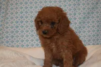 Prince, a male Miniature Goldendoodle for sale in Harrison, AR – 4 of 8