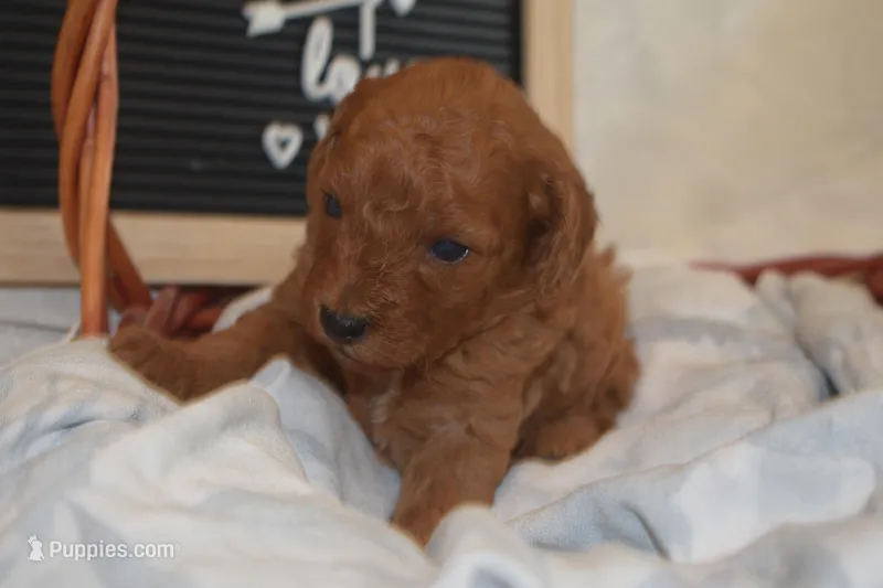 Prince – Miniature Goldendoodle puppy for sale in Harrison, AR