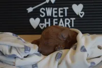 Prince, a male Miniature Goldendoodle for sale in Harrison, AR – Photo 2 of 3