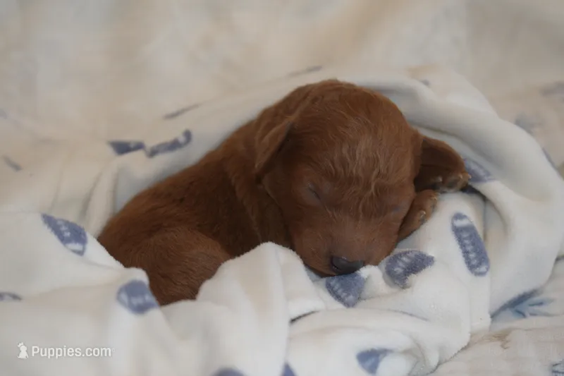 Prince – Miniature Goldendoodle puppy for sale in Harrison, AR