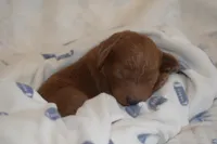 Prince, a male Miniature Goldendoodle for sale in Harrison, AR – Photo 1 of 3