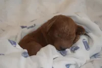 Prince, a male Miniature Goldendoodle for sale in Harrison, AR – Photo 3 of 3