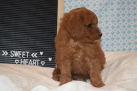 Prince, a male Miniature Goldendoodle for sale in Harrison, AR – 3 of 8