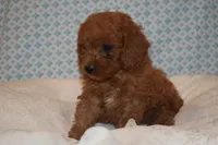 Prince, a male Miniature Goldendoodle for sale in Harrison, AR – 2 of 8