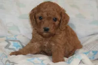 Prince, a male Miniature Goldendoodle for sale in Harrison, AR – 8 of 8
