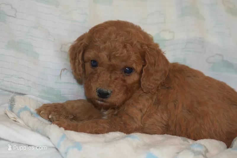 Prince – Miniature Goldendoodle puppy for sale in Harrison, AR