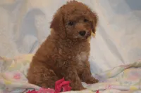 Cecile, a female Miniature Goldendoodle for sale in Harrison, AR – 2 of 9