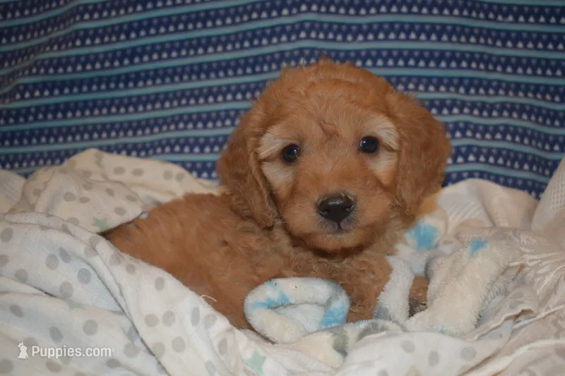 Maverick – Miniature Goldendoodle puppy for sale in Harrison, AR