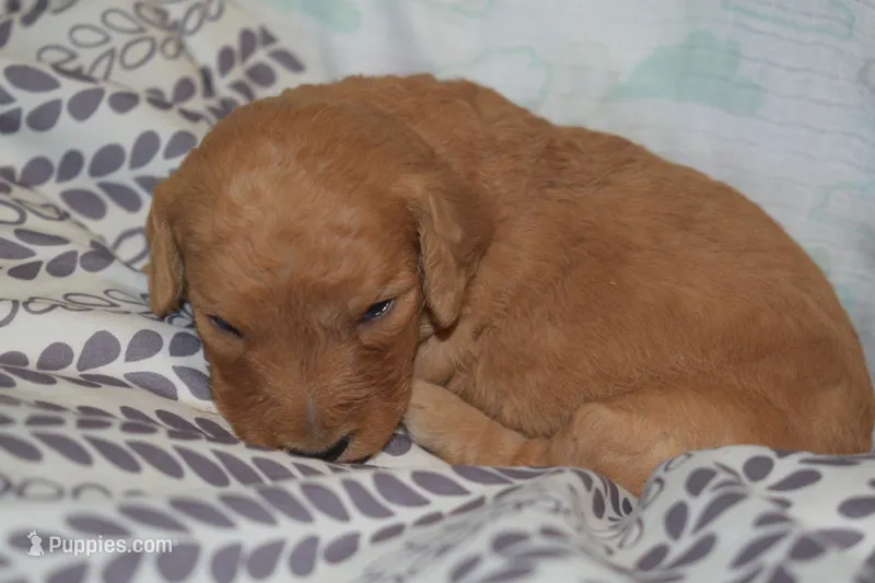 Maverick – Miniature Goldendoodle puppy for sale in Harrison, AR