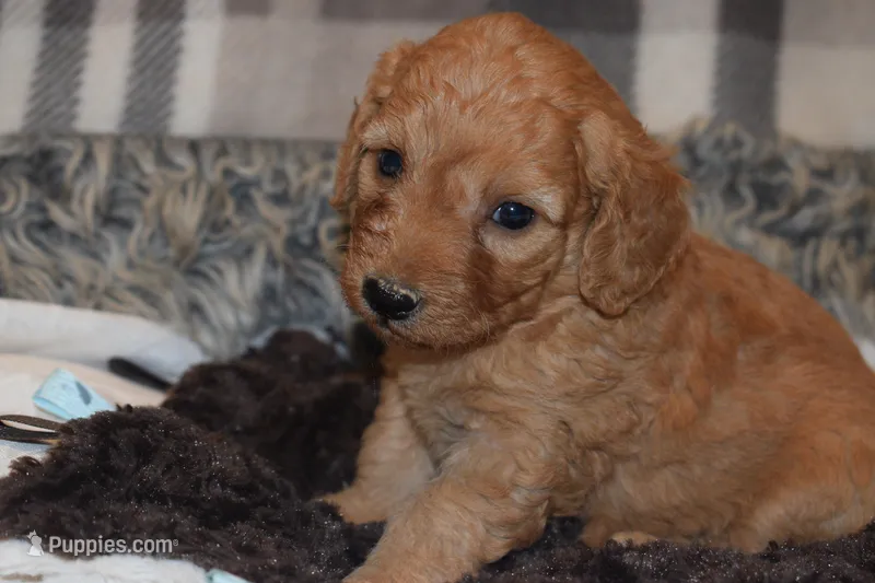 Maverick – Miniature Goldendoodle puppy for sale in Harrison, AR