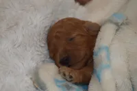 Maverick, a male Miniature Goldendoodle for sale in Harrison, AR – Photo 4 of 4