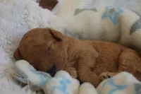 Maverick, a male Miniature Goldendoodle for sale in Harrison, AR – Photo 1 of 4