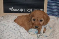 Maverick, a male Miniature Goldendoodle for sale in Harrison, AR – 10 of 10