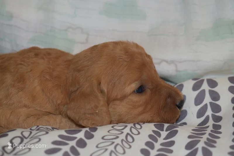 Maverick – Miniature Goldendoodle puppy for sale in Harrison, AR