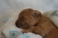 Maverick, a male Miniature Goldendoodle for sale in Harrison, AR – Photo 2 of 4