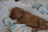 Maverick, a male Miniature Goldendoodle for sale in Harrison, AR – Photo 3 of 4