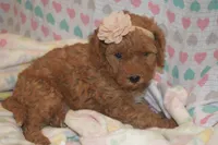 Cecile, a female Miniature Goldendoodle for sale in Harrison, AR – 9 of 9