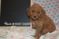 Cecile, a female Miniature Goldendoodle for sale in Harrison, AR – 8 of 9