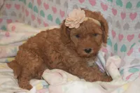 Cecile, a female Miniature Goldendoodle for sale in Harrison, AR – 7 of 9