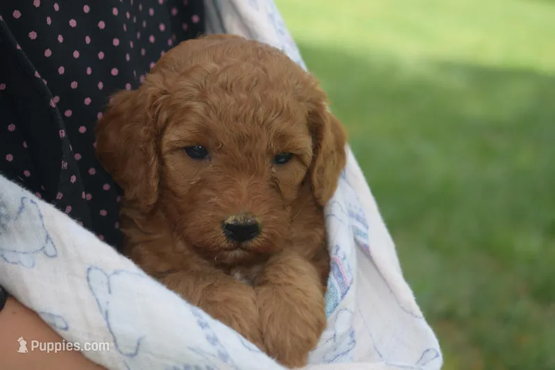 Cecile – Miniature Goldendoodle puppy for sale in Harrison, AR