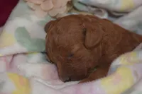 Cecile, a female Miniature Goldendoodle for sale in Harrison, AR – Photo 4 of 4