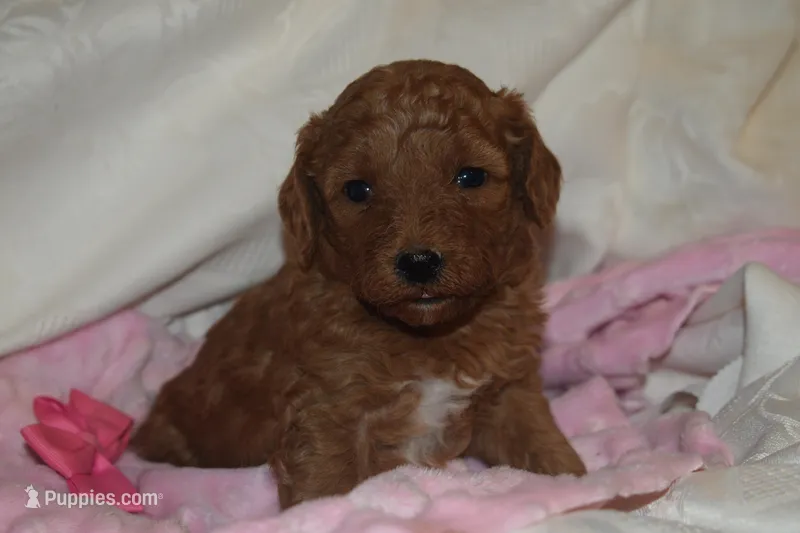 Cecile – Miniature Goldendoodle puppy for sale in Harrison, AR