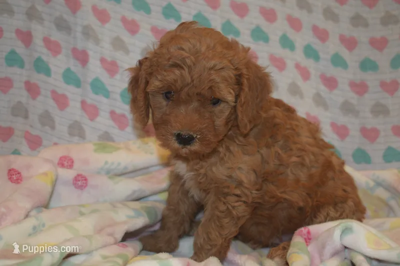 Cecile – Miniature Goldendoodle puppy for sale in Harrison, AR