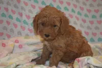 Cecile, a female Miniature Goldendoodle for sale in Harrison, AR – 6 of 9