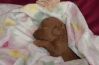 Cecile, a female Miniature Goldendoodle for sale in Harrison, AR – Photo 3 of 4