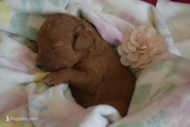 Cecile – Miniature Goldendoodle puppy for sale in Harrison, AR