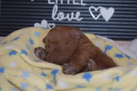 Percy, a male Miniature Goldendoodle for sale in Harrison, AR – Photo 4 of 5