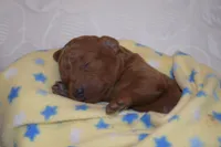 Percy, a male Miniature Goldendoodle for sale in Harrison, AR – Photo 1 of 5