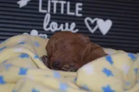 Percy, a male Miniature Goldendoodle for sale in Harrison, AR – Photo 3 of 5
