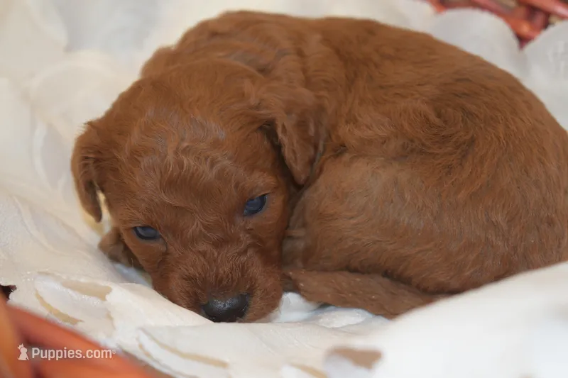 Percy – Miniature Goldendoodle puppy for sale in Harrison, AR