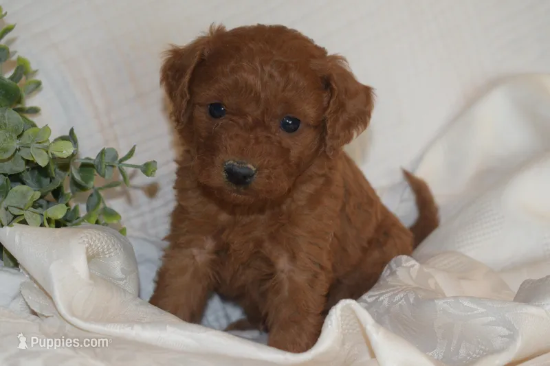 Percy – Miniature Goldendoodle puppy on hold in Harrison, AR