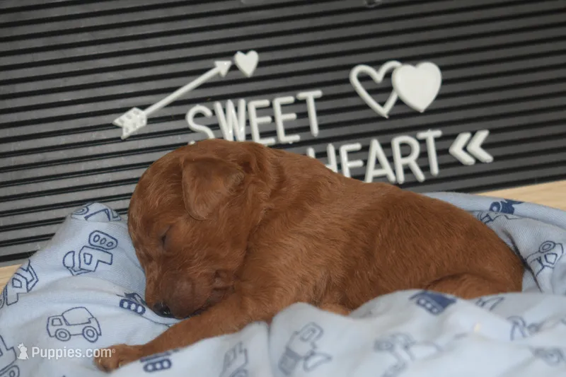 Percy – Miniature Goldendoodle puppy for sale in Harrison, AR