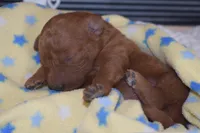 Percy, a male Miniature Goldendoodle for sale in Harrison, AR – Photo 2 of 5