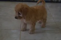 Maverick, a male Miniature Goldendoodle for sale in Harrison, AR – 3 of 10