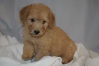 Miles, a male Miniature Goldendoodle for sale in Harrison, AR – 2 of 10
