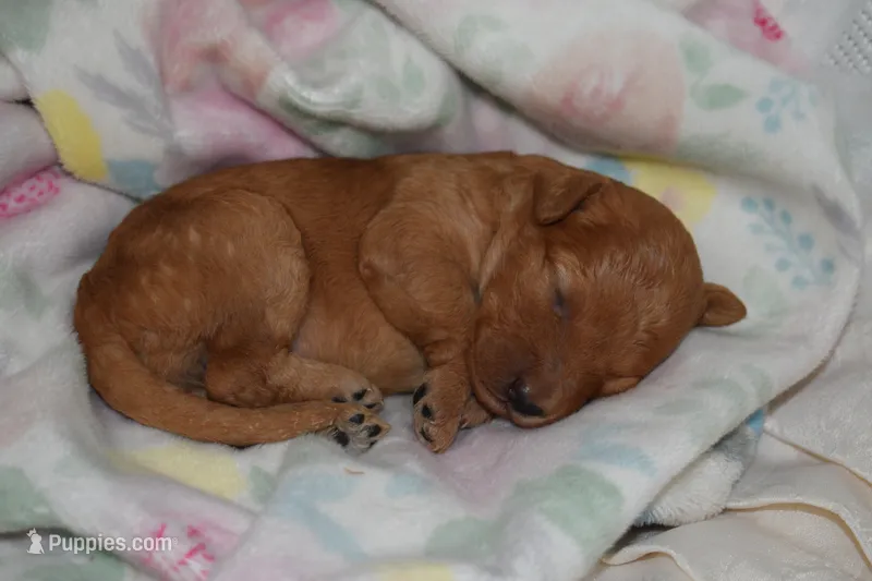Hailey – Miniature Goldendoodle puppy for sale in Harrison, AR