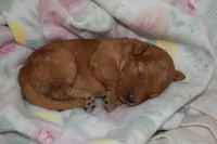 Hailey, a female Miniature Goldendoodle for sale in Harrison, AR – Photo 1 of 5