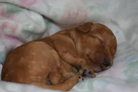 Hailey, a female Miniature Goldendoodle for sale in Harrison, AR – Photo 3 of 5