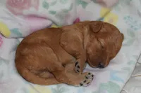 Hailey, a female Miniature Goldendoodle for sale in Harrison, AR – Photo 4 of 5