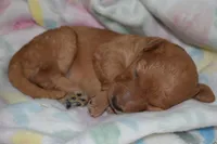 Hailey, a female Miniature Goldendoodle for sale in Harrison, AR – Photo 2 of 5